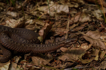 A wild snake expertly camouflaged among the forest floor foliage, blending into its natural habitat