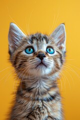 Obraz premium Super detailed photo of a vibrant yellow and blue kitten with pridethemed eyes, closeup, on a solid orange background, Canon EOS 5D Mark IV