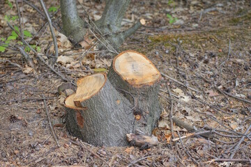 one fresh stumps from cut tree in the garden