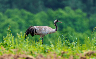 A wild crane in a green field with a forest background, creating a serene scene in nature