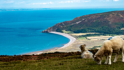 Sheep on hillside above Porlock Bay, Somerset, England