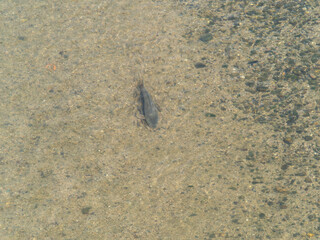 真上から見る川を泳ぐ鯉と小魚