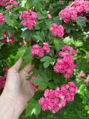 hand holding pink flowers in forest 