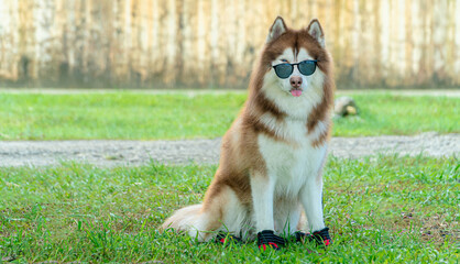 copy sapce photo of a cute husky dog ​​wearing glasses and sitting on the grass © Valentino14