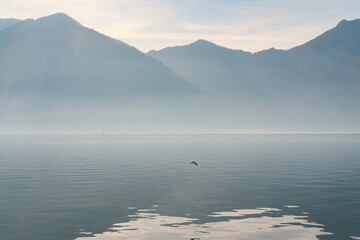 Lonely seagull in the mountain, Lovere, Italy