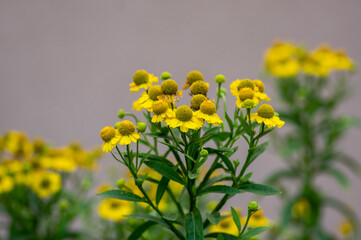 Helenium autumnale common sneezeweed in bloom, bunch of yellow flowering flowers, tall shrub