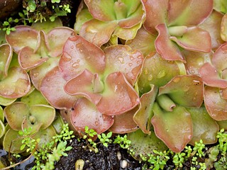Closeup purple flower Pinguicula moranensis ,Tina, grandiflora ,Mexican Butterworts Carnivorous flowering plants ,Hybrid between pinguicula agnate and zecheri 