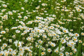 Blooming wild meadow of daisies on a windy summer day in June in Latvia