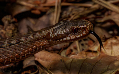 A snake blends into the dry forest with camouflaged skin, skillfully navigating through leaves