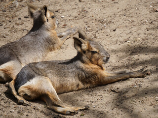 A close up of a mara on the ground