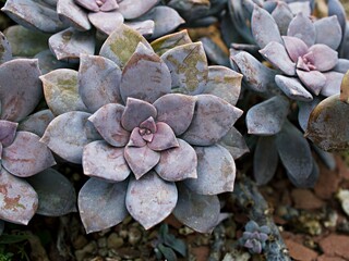 Closeup succulent plants Graptopetalum paraguayense Mother of pearl plant or Purple Ghost plant,...