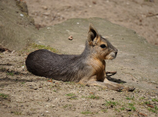 A close up of a mara on the ground