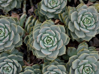 Macro succulent Cactus plant ,Echeveria elegans ,Rose Cabbage ,thick-leaved rosettes ,Echeveria...