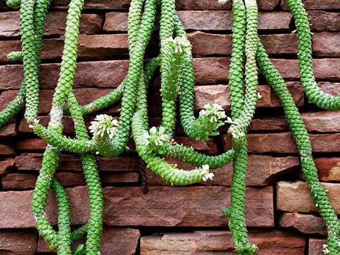 Aporocactus Flagelliformis lem ,Rat tail cactus plant ,cactaceae rattail cactus ,Disocactus flagelliformis cereus ,succulent plants 