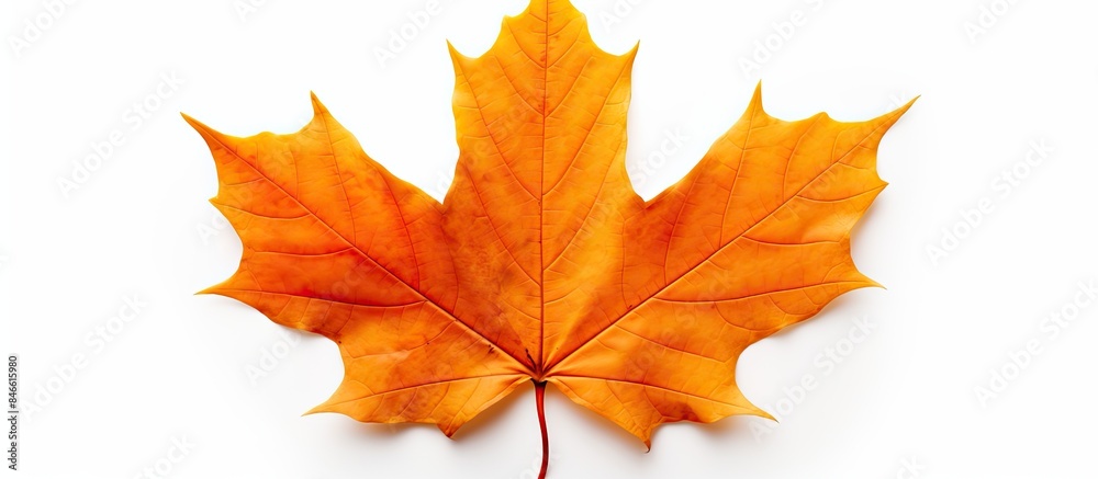 Fototapete Autumn maple leaf isolated on white background with shadows, clipping path included for isolation, copy space image.