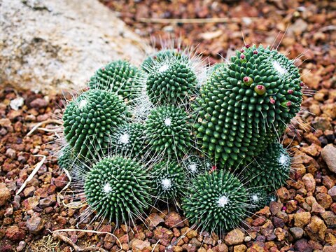 Cactus desert plant Mammillaria carnea Pandan ,Herbs Cacti Medicinal ,Autore Zucc Argomento della citazione tax, nov. Classificazione. Categoria tassonomica Specie Sinonimo Cactaceae Mammillaria villi