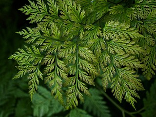 Macro green leaves foliage Davallia Canariensis ,rabbit foot fern ,Selaginella involvens ,Appalachian Bristle fern ,filmy fern plants 