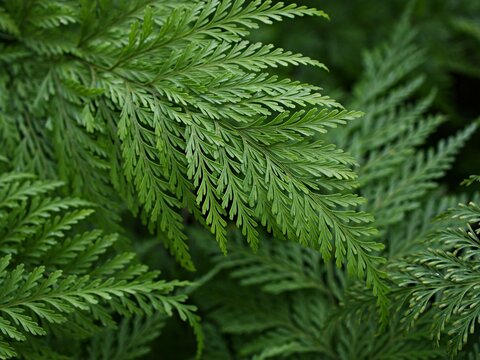 Macro green leaves foliage Davallia Canariensis ,rabbit foot fern ,Selaginella involvens ,Appalachian Bristle fern ,filmy fern plants 