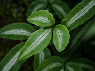 Green leaf of fern plant ,Silver Lace Fern house plants ,Observation Pteris cretica Albo lineata ,Albolineat ,Variegated Cretan Brake Fern ,Group Ribbon 