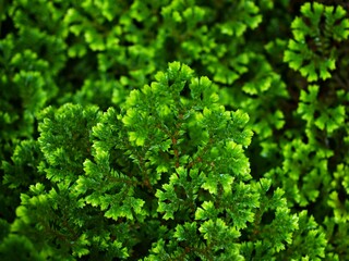 Green leaf of Selaginella Tamariscina moss plant ,Selaginella kraussiana Brownii ,Selaginellaceae ,Krauss'Spikemoss ,Pin-Cushion ,Spikemoss ,Emerald isle spikemoss ,Scotch Moss ,Compact ,green tones