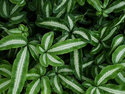 Green leaf of fern plant ,Silver Lace Fern house plants ,Observation Pteris cretica Albo lineata ,Albolineat ,Variegated Cretan Brake Fern ,Group Ribbon 