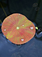 Closeup green foliage of water lily leaves , Nymphaeaceae water lilies green leaf plant 