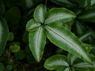 Green leaf of fern plant ,Silver Lace Fern house plants ,Observation Pteris cretica Albo lineata ,Albolineat ,Variegated Cretan Brake Fern ,Group Ribbon 