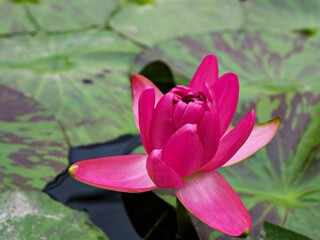 Fototapeta premium Red flower water lily Nymphaea nouchali var. caerulea ,Egyptian lotus plants ,Nymphaeaceae 