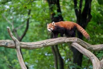 Fototapeta premium Red panda climbing a tree at the zoo