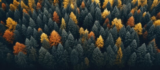 Aerial drone view of an autumn forest with copy space image.