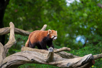 Red panda climbing a tree at the zoo