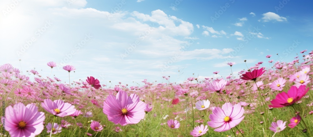 Poster a scenic field of cosmos flowers with ample copy space image.