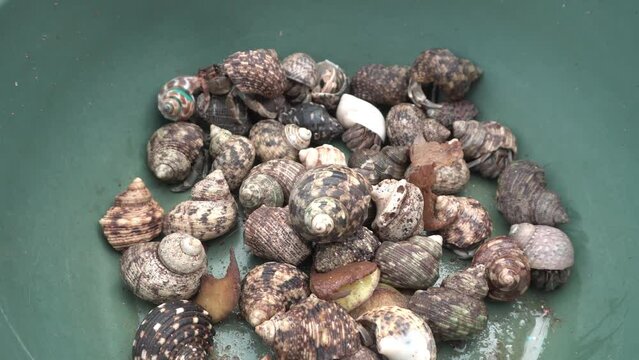 Footage of a group of hermit crabs for sale