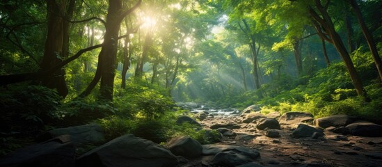 Fototapeta premium A picturesque nature scene in a lush forest with sunlight filtering through the green canopy creating a peaceful ambiance, ideal for ecotourism with a wide copy space image.