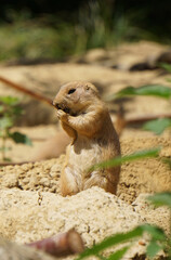 Close-up of prairie dog on field
