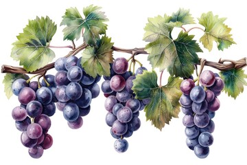 Fototapeta premium A string of purple grape illustrations on a white background