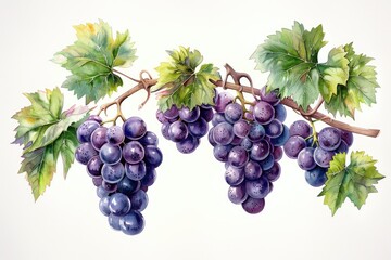 Fototapeta premium A string of purple grape illustrations on a white background
