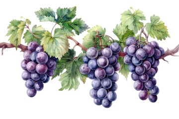 Fototapeta premium A string of purple grape illustrations on a white background