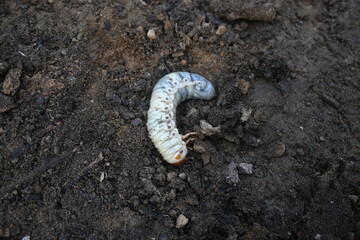 Cockchafer larva. Its other names Melolontha melolontha, white grub, Cockchafer beetle, may bug worm and may beetle. It is  an insect of the order Coleoptera. 