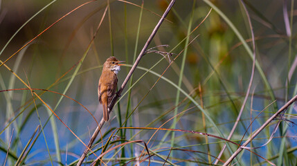 Common Reed Warbler, Acrocephalus scirpaceus, Tablas de Daimiel National Park, Daimiel, Ciudad Real, Castilla La Mancha, Spain, Europe