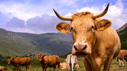 Free Cows, Los Ancares Nature Reserve, León Province, Castilla y León, Spain, Europe