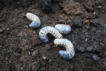 Cockchafer larva. Its other names Melolontha melolontha, white grub, Cockchafer beetle, may bug worm and may beetle. It is  an insect of the order Coleoptera. 