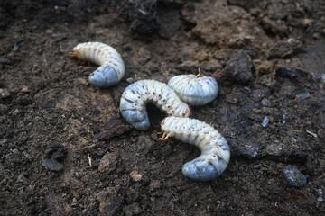 Cockchafer larva. Its other names Melolontha melolontha, white grub, Cockchafer beetle, may bug worm and may beetle. It is  an insect of the order Coleoptera. 