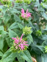 Monarda flower buds 