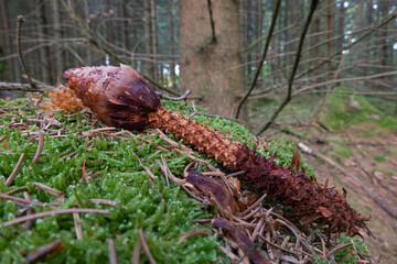 Spruce cone, gnawed off by a squirrel