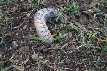 Cockchafer larva. Its other names Melolontha melolontha, white grub, Cockchafer beetle, may bug worm and may beetle. It is  an insect of the order Coleoptera. 