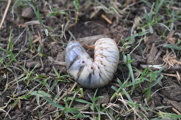 Cockchafer larva. Its other names Melolontha melolontha, white grub, Cockchafer beetle, may bug worm and may beetle. It is &nbsp;an insect of the order Coleoptera. 
