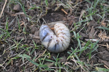 Cockchafer larva. Its other names Melolontha melolontha, white grub, Cockchafer beetle, may bug worm and may beetle. It is &nbsp;an insect of the order Coleoptera. 