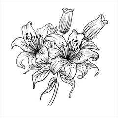 Lily flower outlines. Monochrome black and white bouquet lily isolated on white background. Hand drawn design greeting card and invitation of the wedding, birthday, Valentines Day, mother day.
