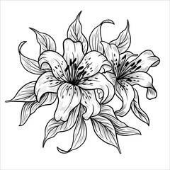 Lily flower outlines. Monochrome black and white bouquet lily isolated on white background. Hand drawn design greeting card and invitation of the wedding, birthday, Valentines Day, mother day.